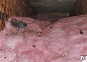 A dead mouse and its feces in a batt of fiberglass insulation in a crawl space in Peoria.
