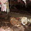 Mold, flooding water, mildew, and rot in a crawl space environment in Dixon.