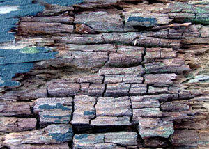 Dry rot damaging wood in Freeport