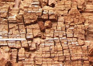 Wood severely damaged by dry rot damage in Muscatine