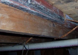 Rotting, decaying wood from mold damage in DeWitt