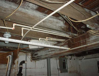 a humid basement overgrown with mold and rot in Galesburg