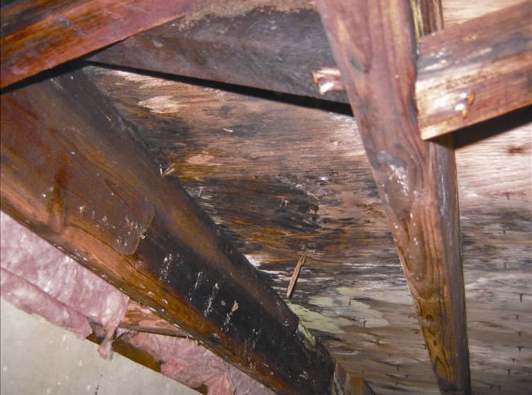 Understanding Crawl E Humidity In Illinois And Iowa How Damp Mold And Rot In A Peoria Crawl E