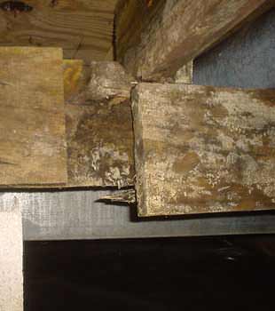 Home Mold Problems In Illinois And Iowa Controlling Rot Extensive Bat Rot Found In Davenport By Midamerica Systems
