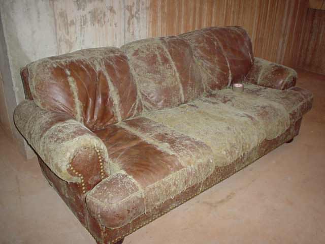 Home Mold Problems In Illinois And Iowa Controlling Rot Furniture In A Gaurg Basement Destroyed By Mold And Dust Mites
